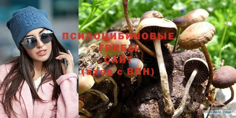 Псилоцибиновые грибы Magic Shrooms  мега ссылки  Островной  где купить наркотик 